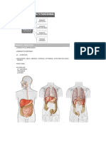 Anatomia 3.docx