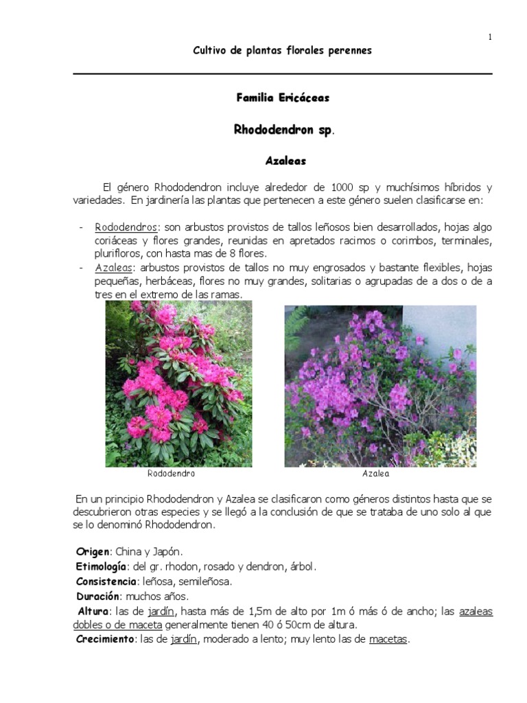 Azalea - 2008 | PDF | Flores | Hoja