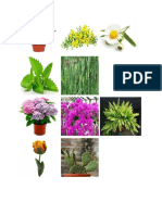 Tipos de Plantas