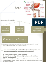 Vías Espermáticas