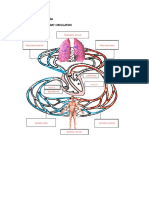 Systemic and Pulmonary Circulation