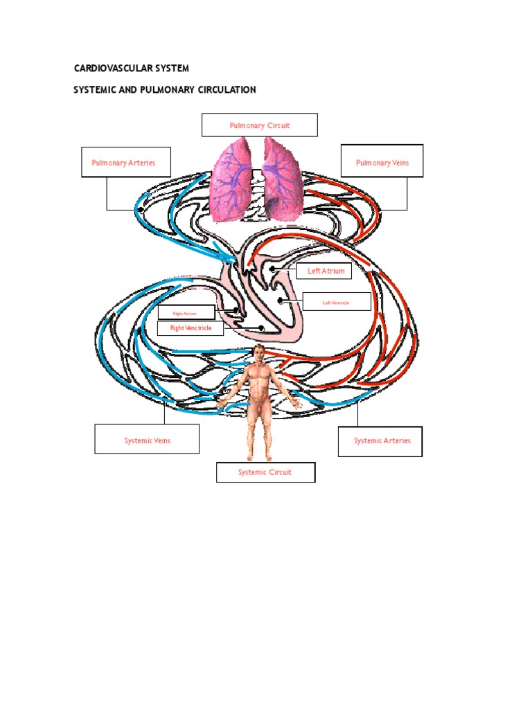 Pulmonary and Systemic Circulation Overview | PDF