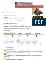 Fenologia de Cafe