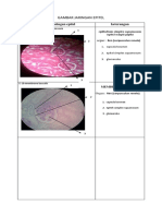 Preparat Jaringan Epitel