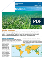 Fact Sheet Seagrasses