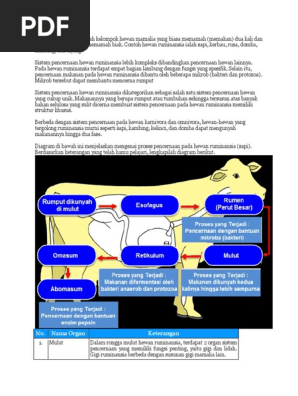 Hewan Ruminansia Adalah Kelompok Hewan Mamalia Yang Biasa Memamah Docx