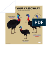 Cassowary