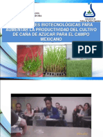 Biotecnología de Caña de Azúcar-Extenso PDF
