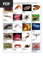 Ficha Invertebrados