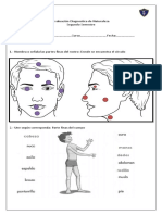 Partes Finas Del Cuerpo