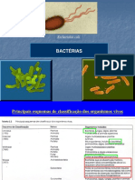 Escherichia coli: Características e Importância