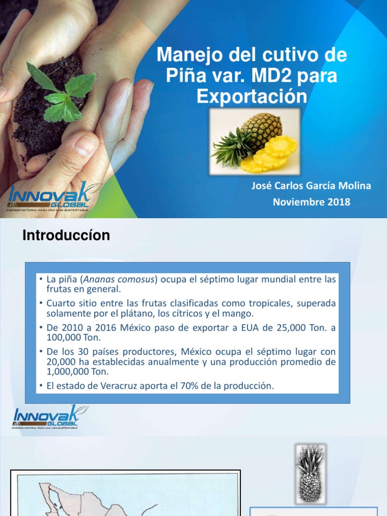 Manejo Agronómico de Piña MD2 en México | PDF | Piña | Fertilizante