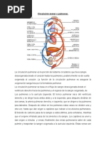 Download Circulacin menor o pulmonar by Diana Pool SN40201587 doc pdf