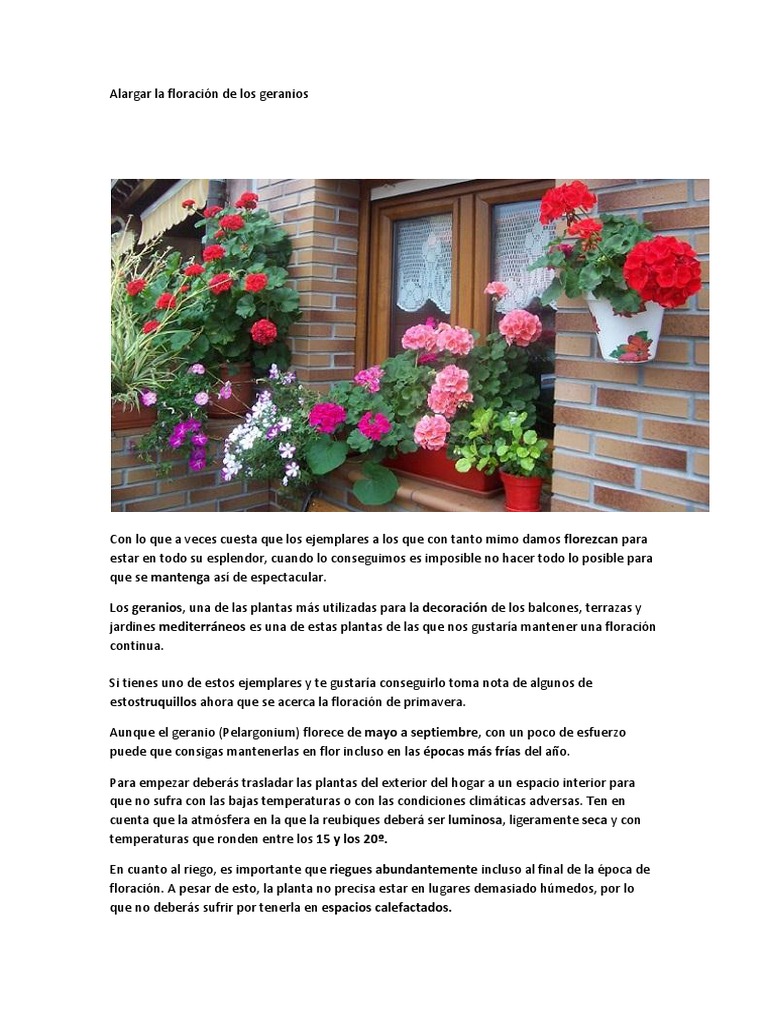 Alargar la Floración de Geranios | PDF | Hogar, jardinería y bricolaje |  Ciencia y matemáticas, image size:768x1024
