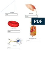 Actividad Niveles de Organizacion PDF