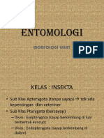Entomologi Vet Lalat