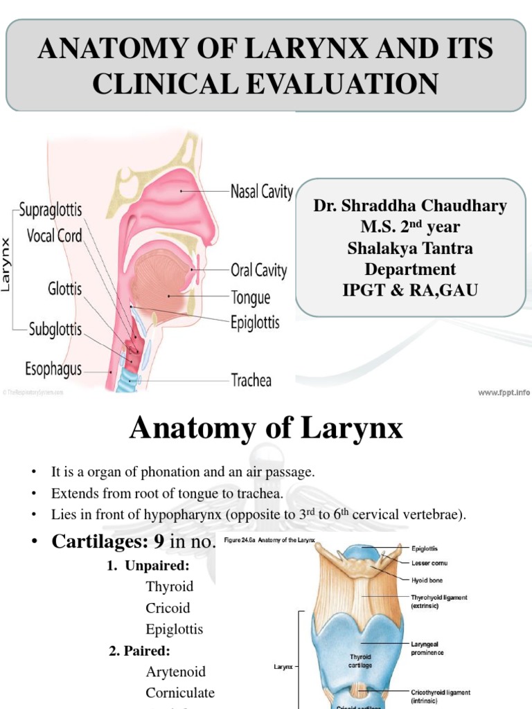 Larynx Anatomy and Clinical Evaluation | PDF | Larynx | Human Voice