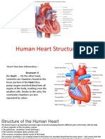 Human Heart Structure