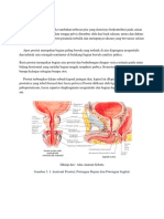 Anatomi Prostat
