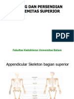 (Superior) Tulang & Persendian Extremitas