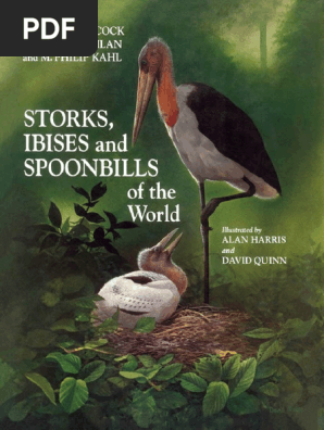 Ciguenas Ibis Espatulas Pdf Species Taxonomy Biology