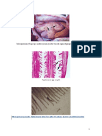 Microsporidian (Glugea SP.) Nodules (Xenoma) in The Visceral Organs of Grouper (Epinephelus Tauvina)