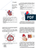 Sistema Circulatório - Coração.docx