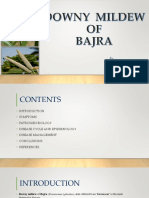 Downy Mildew of Bajra