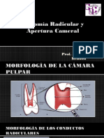 Anatomia y Apertura Cameral