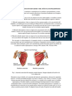 Anatomía Del Manguito Rotador y Del Músculo Supraespinoso