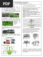 Resumo e Atividade Sobre as Plantas