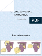 17 - Citologia Vaginal Exfoliativa