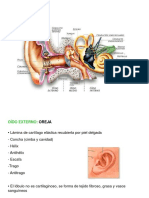 Anatomia Oi Do