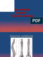 The Vertebral Column - Thoracic Vertebra