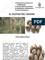 Cultivo Del Caucho Cultivos Tropicales