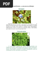 Plantas medicinais- Alentejo