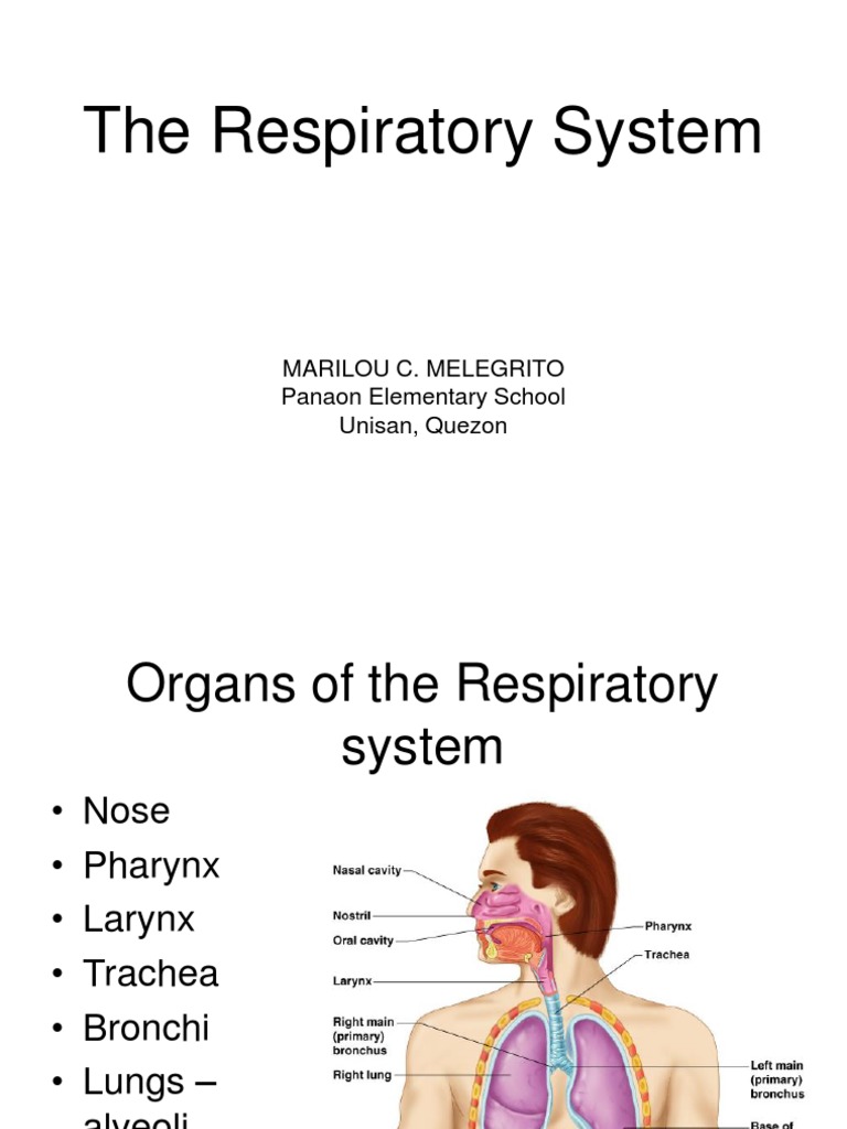 Respiratory system ppt grade 9 picture