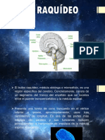 Nociones Básicas de Neuroanatomía Cerebral