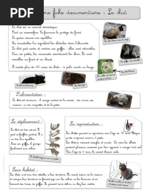 Un Petit Texte Documentaire Sur Le Chat