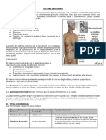 28996265-SISTEMA-ENDOCRINO.doc