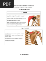 1 MÚSCULOS Do Membro Superior Ombro