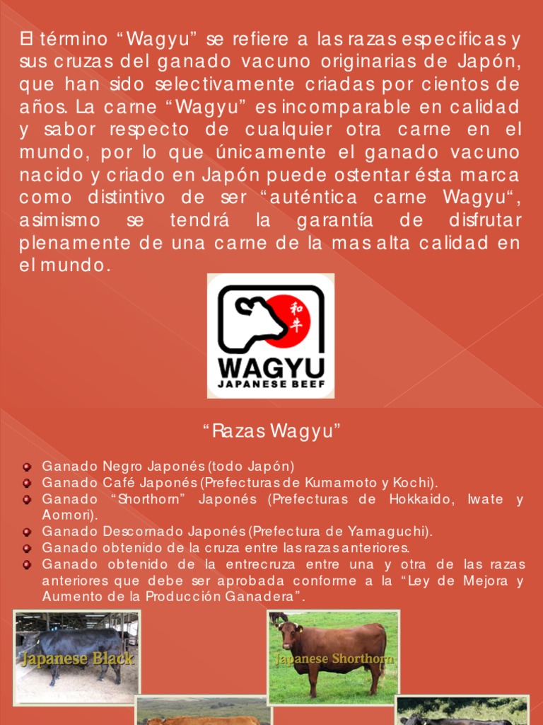 Raza Wagyu | PDF | Carne | Vacas