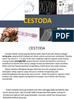 Cestoda (Animalia) Biologi X Mipa