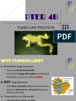 CHAPT. 4B- Fungi-like Protists