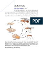 Siklus Hidup Lebah Madu