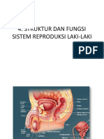 511 - 472 - 4 Organ Reproduksi Pria