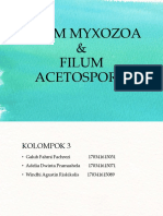 Filum Myxozoa & Filum Ascetospora