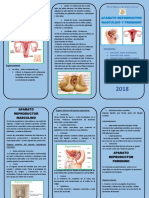 Triptico Aparato Reproductor Femenino y Masculino