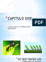 Capitulo Xxiii