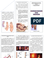 Tiptico Gestacion